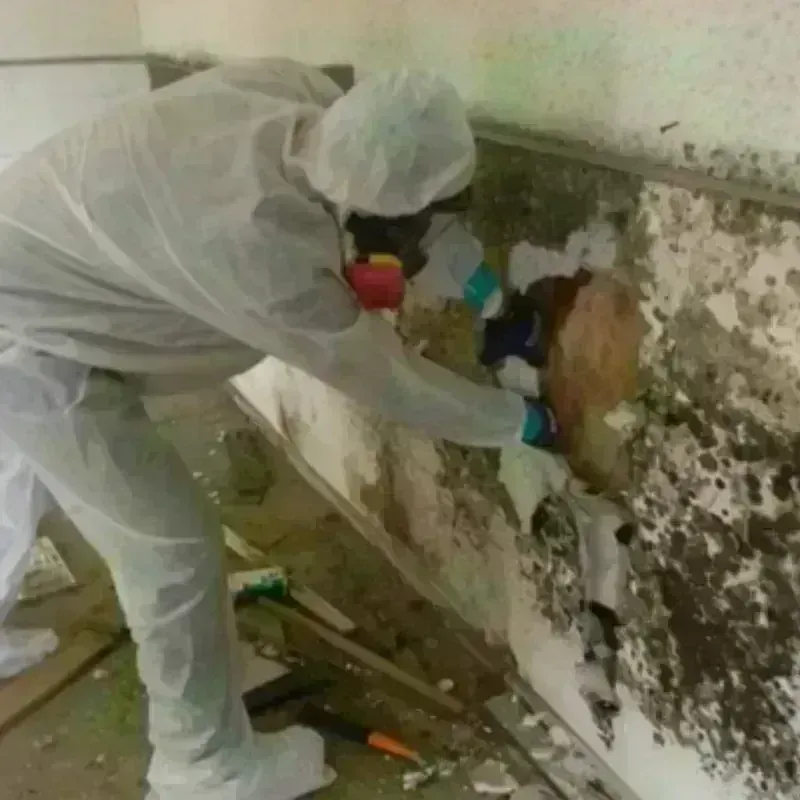 Mold Remediation and Removal in Deatsville, AL